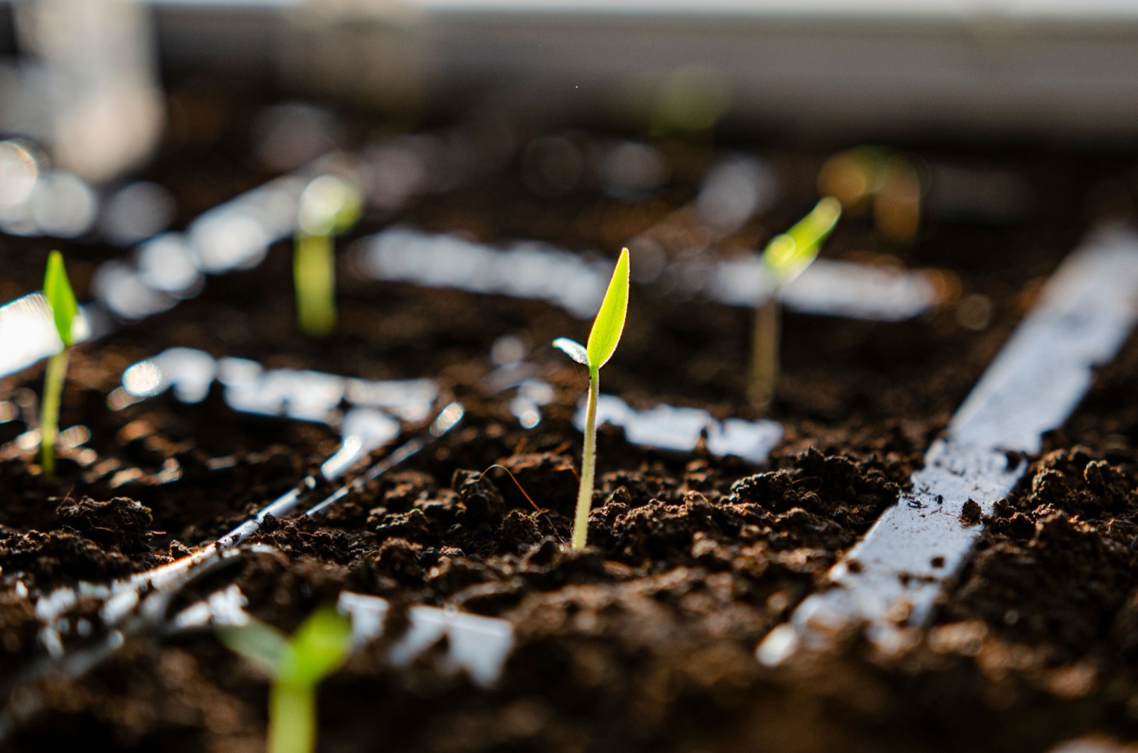 A young green sprout rising from dark soil